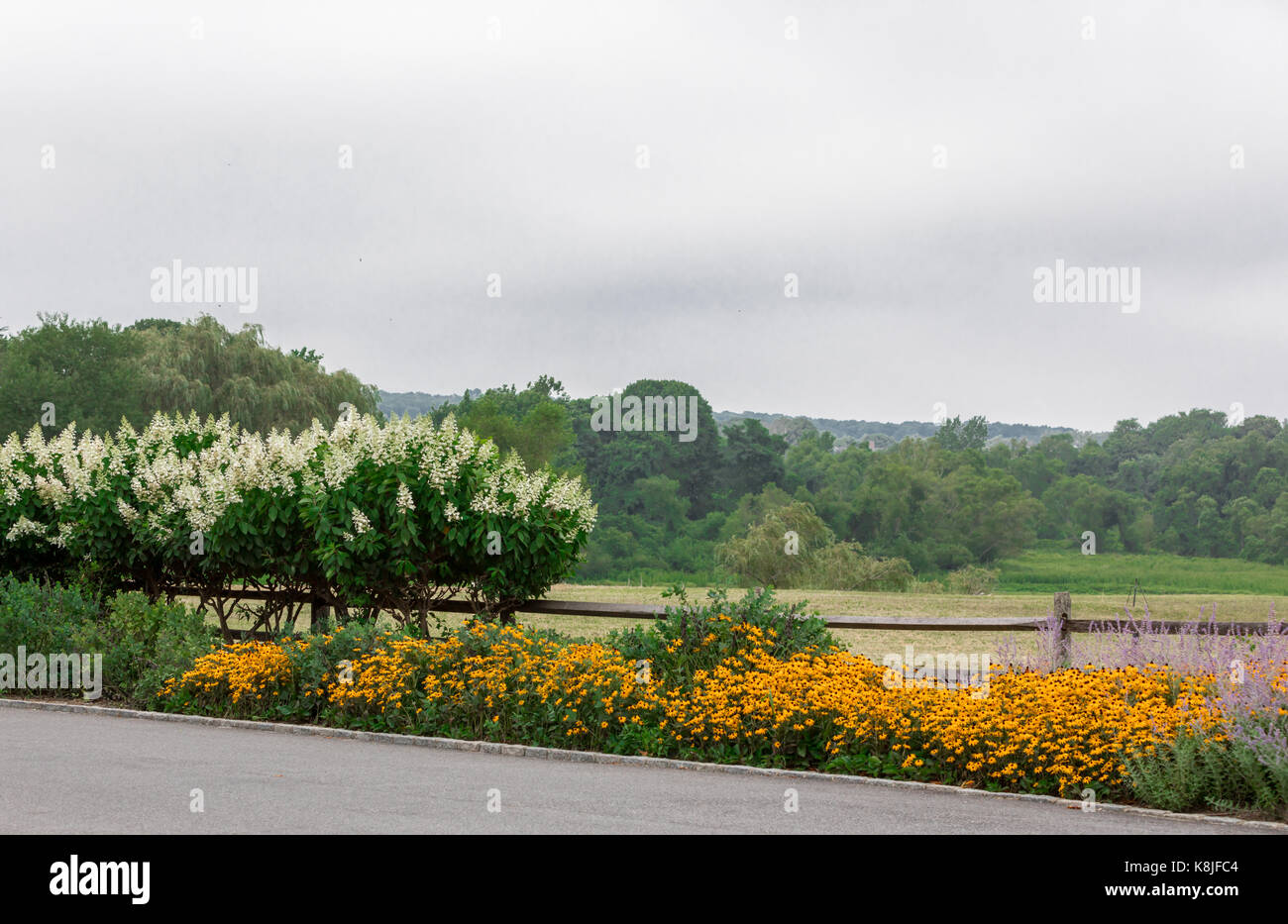 flowers and plants next to a drive in bridgehampton, ny Stock Photo Alamy