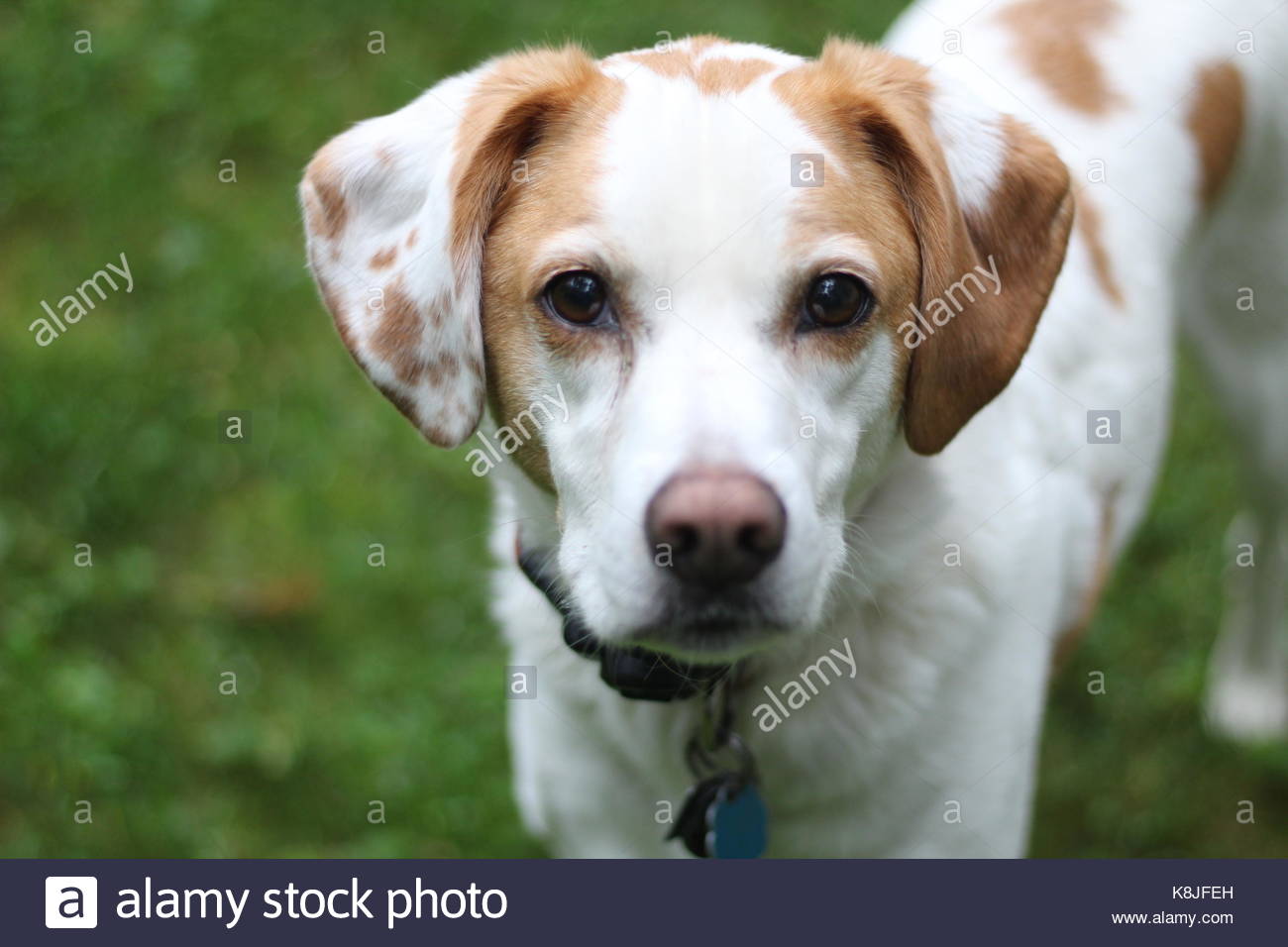 White Dog Brown Spots Stock Photos & White Dog Brown Spots Stock Images