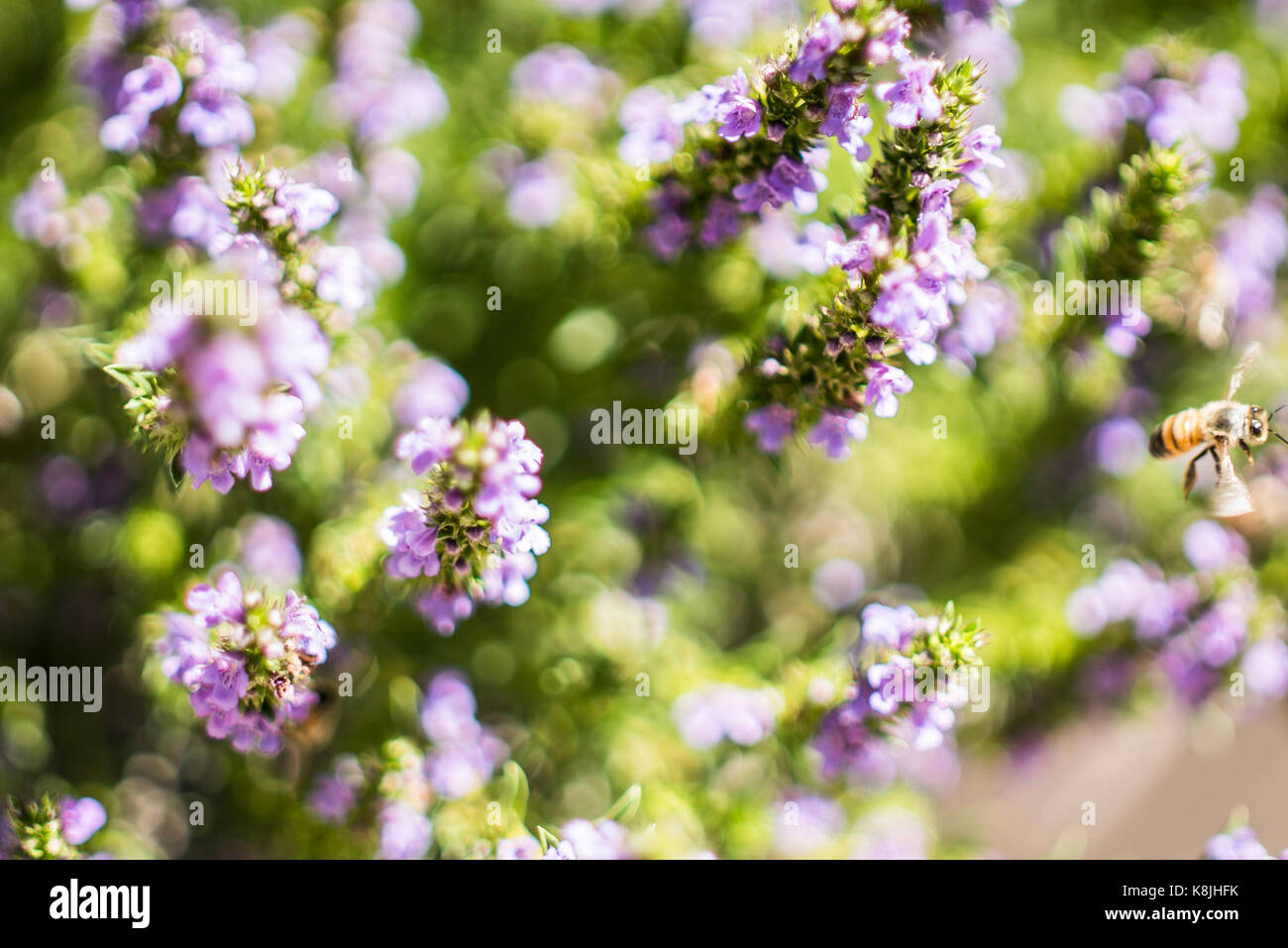 A small swarm of bees work on a patch of sage plants in the Denver Botanical Garden. Stock Photo