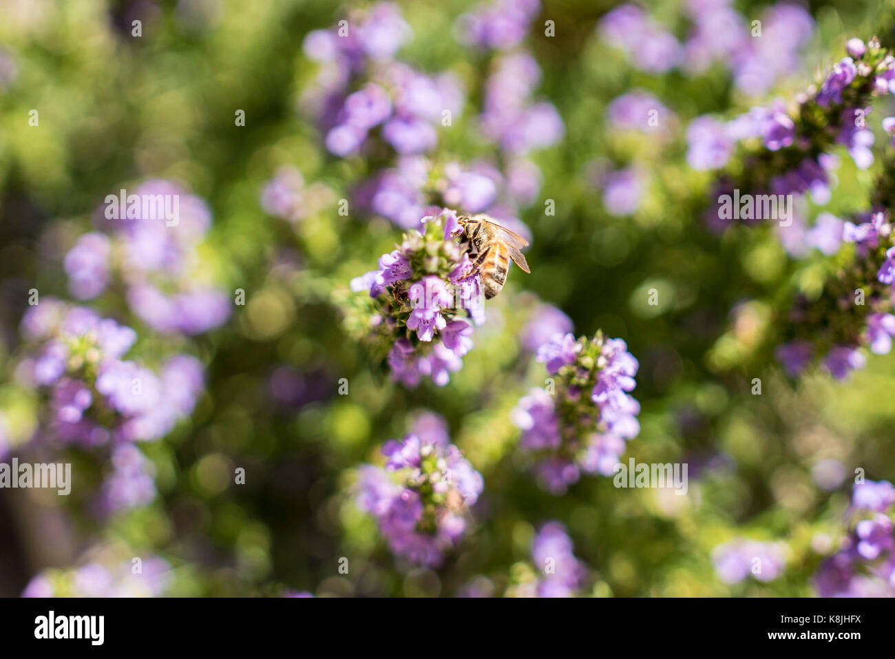 A small swarm of bees work on a patch of sage plants in the Denver Botanical Garden. Stock Photo
