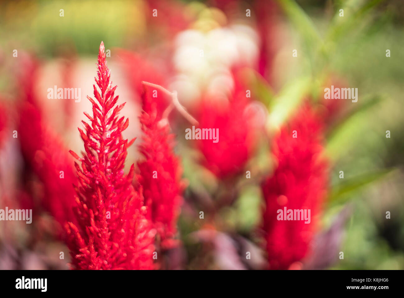 A collection of Red Amaranth flowers at the Denver Botanical Gardens