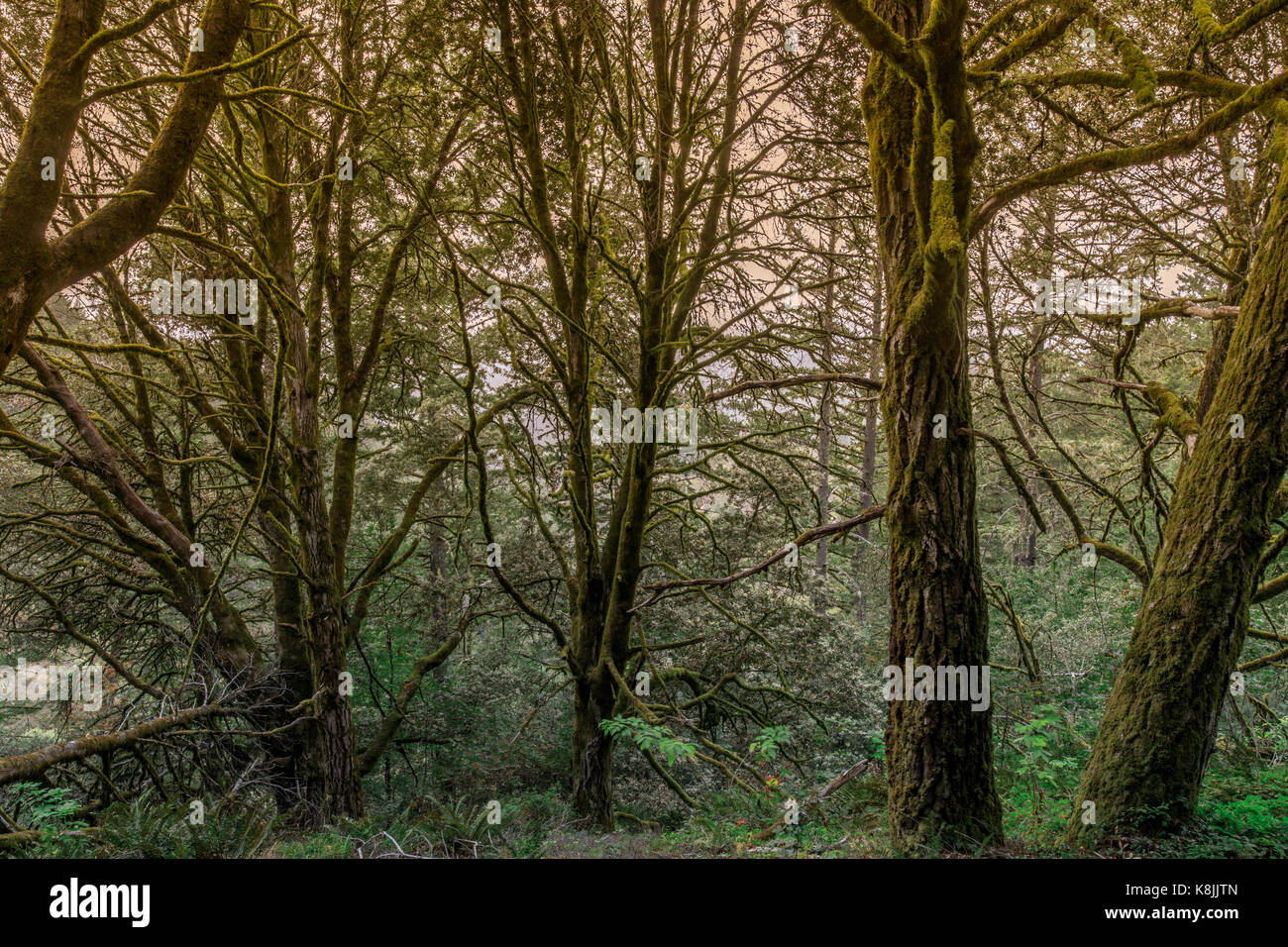 Douglas Fir Forest. Stock Photo