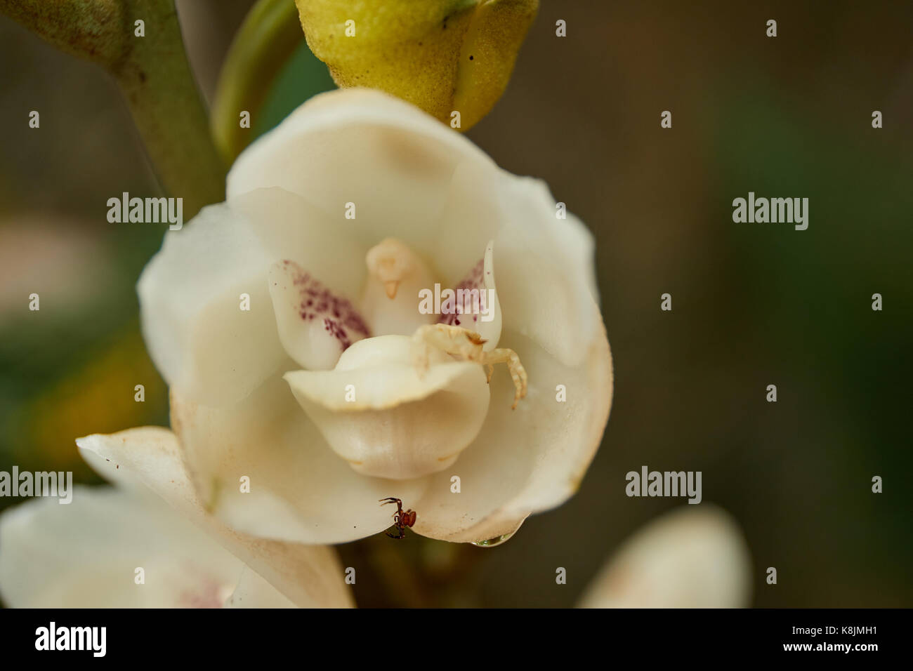 Close up shot of the flower of the Holy Spirit, National flower of Panama Stock Photo