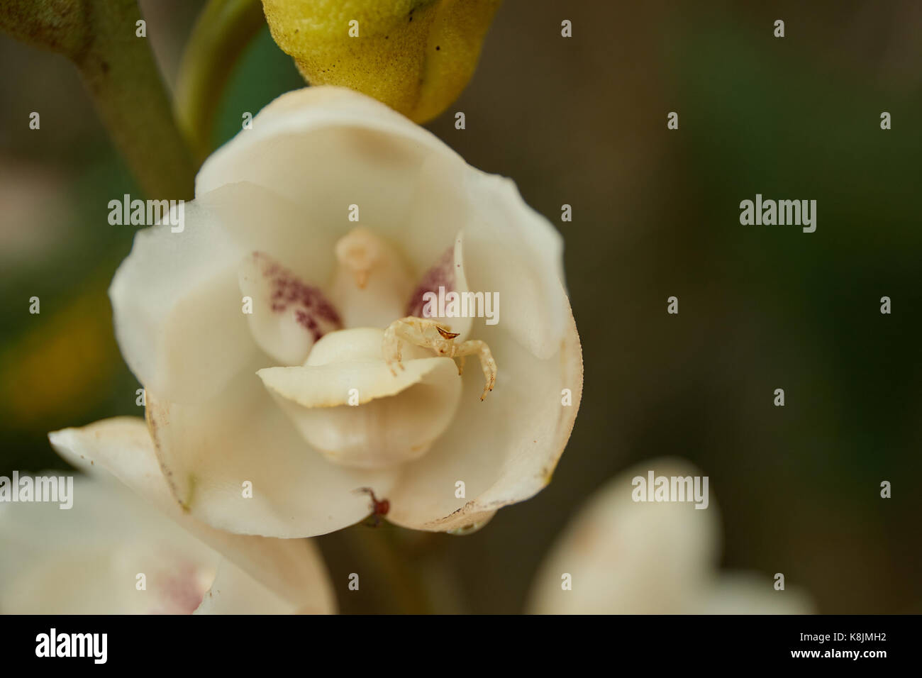 Close up shot of the flower of the Holy Spirit, National flower of