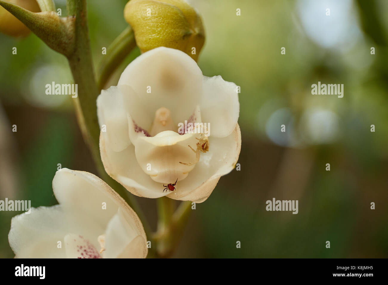 Close up shot of the flower of the Holy Spirit, National flower of