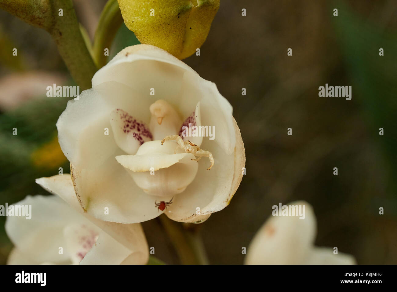 Close up shot of the flower of the Holy Spirit, National flower of Panama Stock Photo