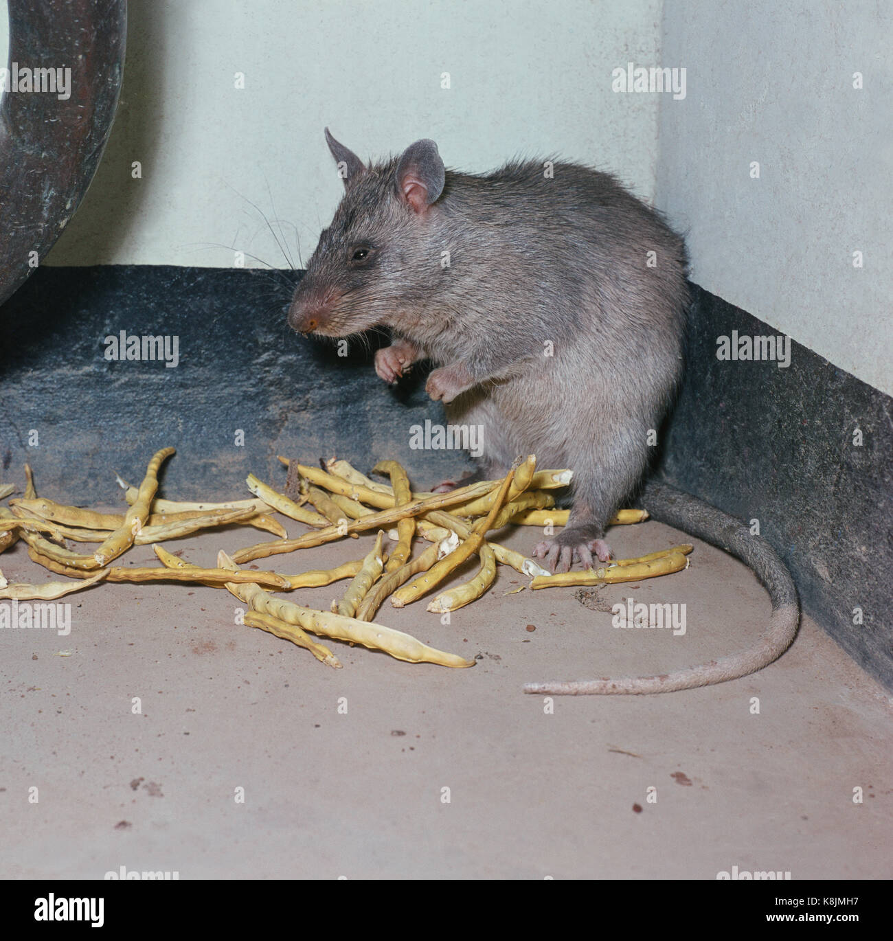 African Gambian Giant Pouched Rat (Cricetomys gambianus). Bichi. Kano. Nigeria. West Africa. Stock Photo