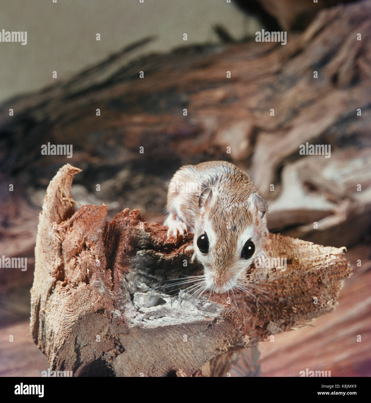 Gerbil. Buchanan’s Short-tailed Gerbil (Desmodilliscus braueri buchanani) Thomas Hinton. Bichi. Kano. Northern Nigeria. Photographed in 1965. Stock Photo