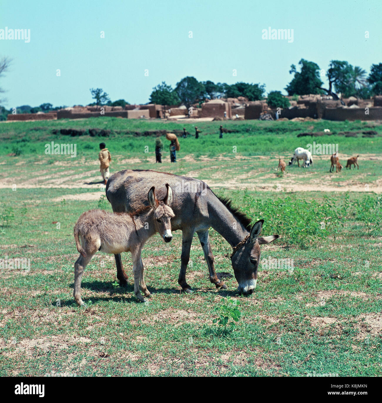 donkey-mare-and-foal-northern-nigeria-stock-photo-alamy