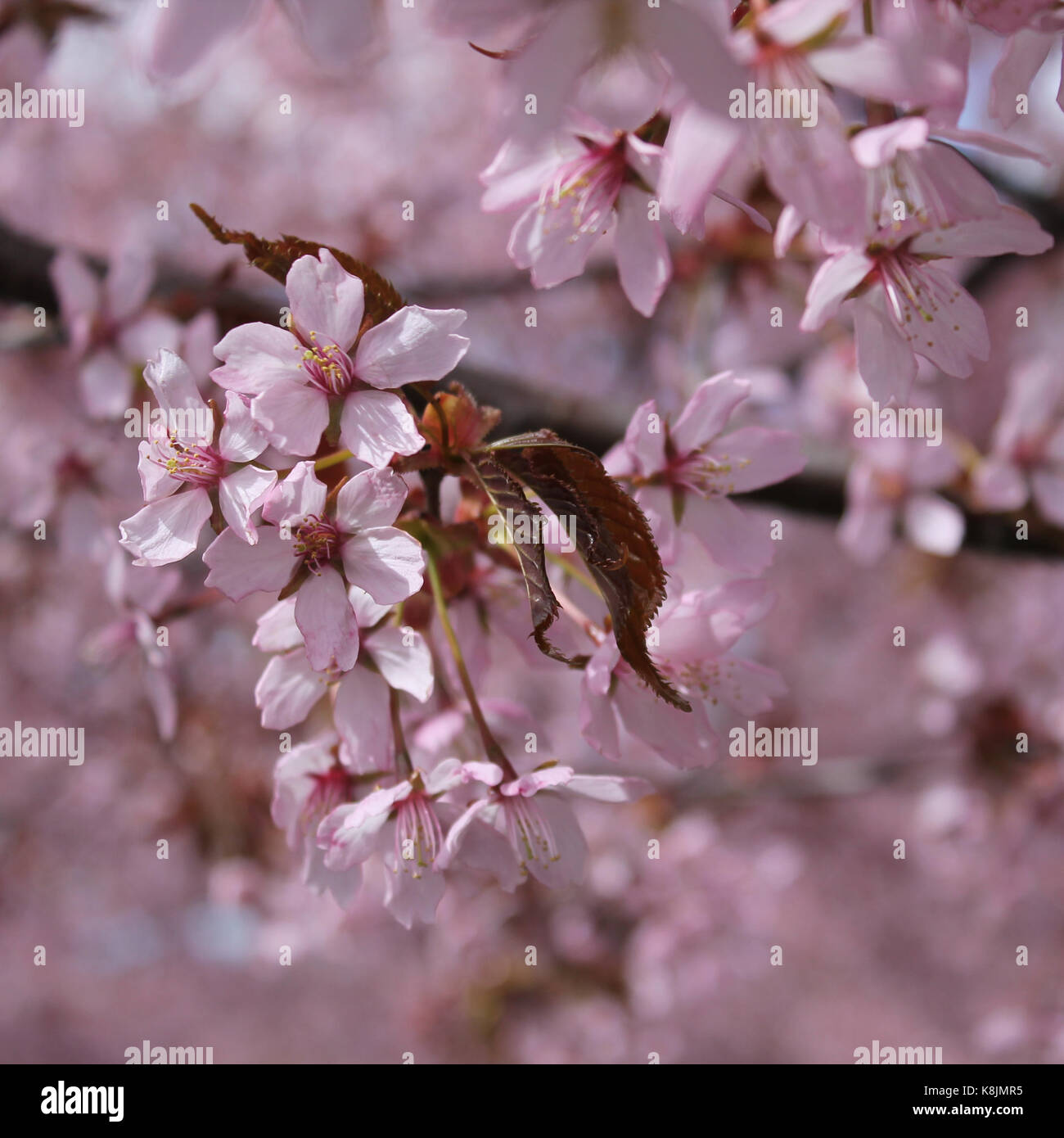 Closeup of pink cherry tree blossoms Stock Photo - Alamy