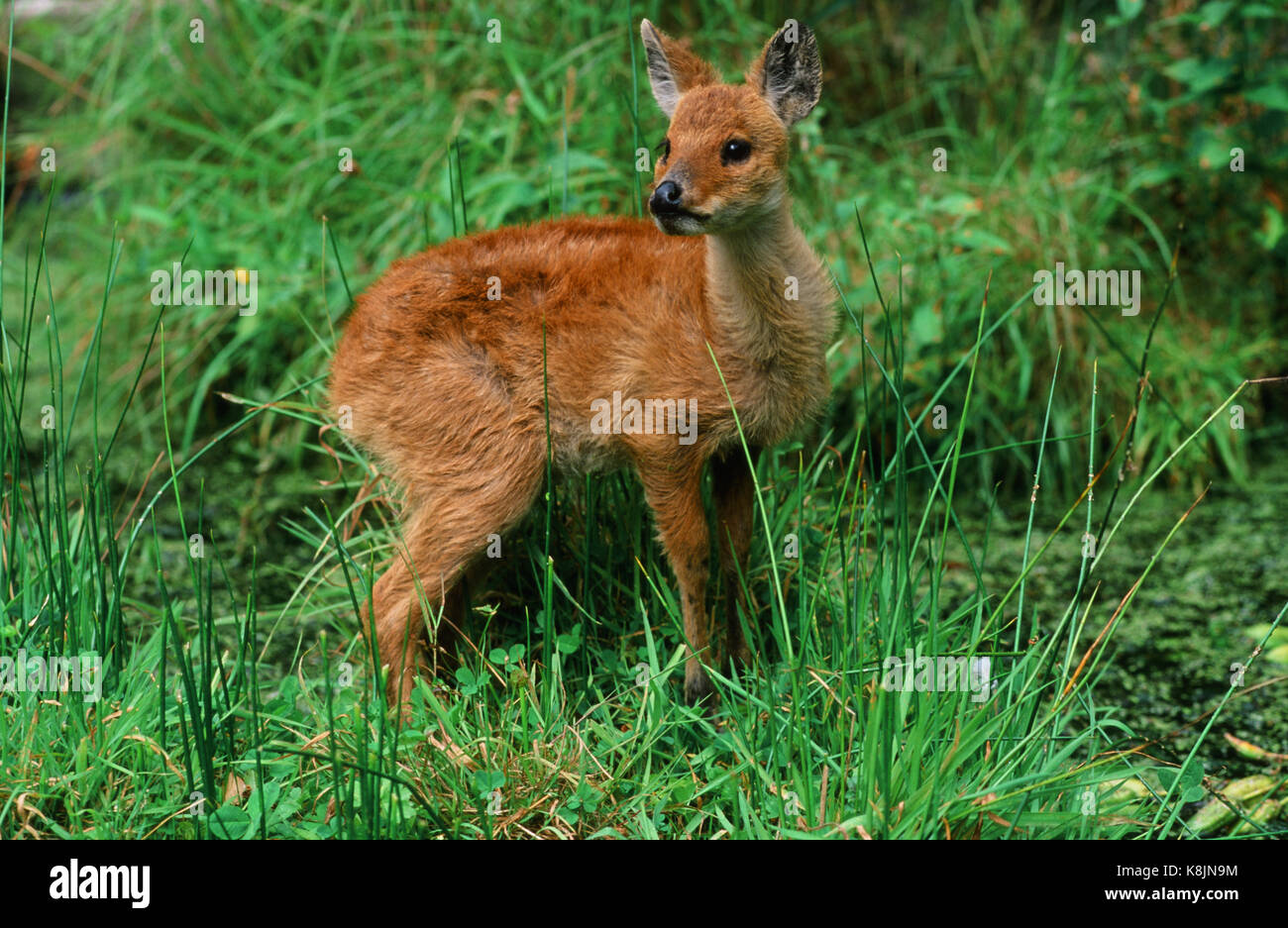 Chinese Water Deer Hydropotes inermis. Days old fawn. Broadland. Norfolk. East Angia. UK. Stock Photo