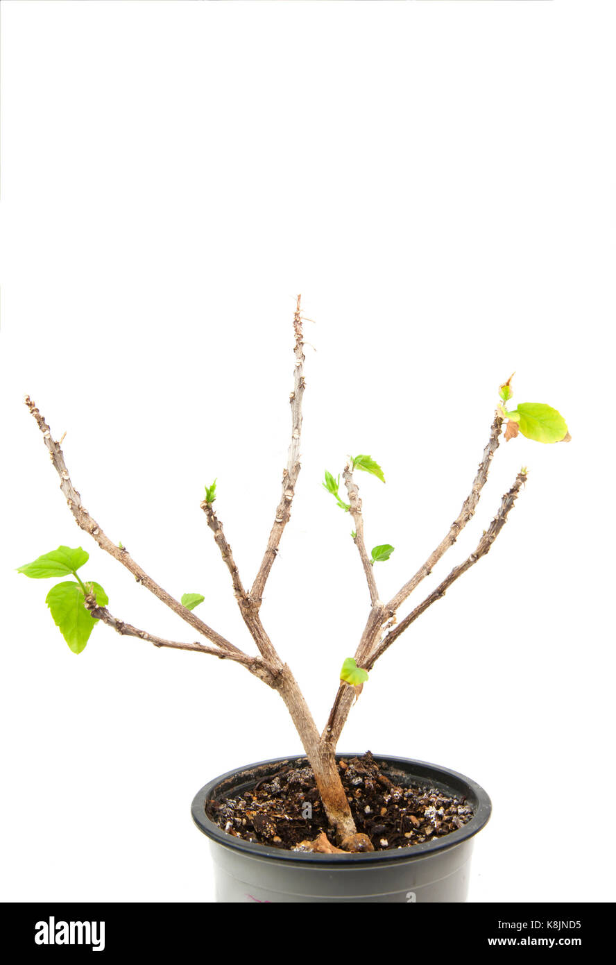 green plant on isolated white background Stock Photo - Alamy