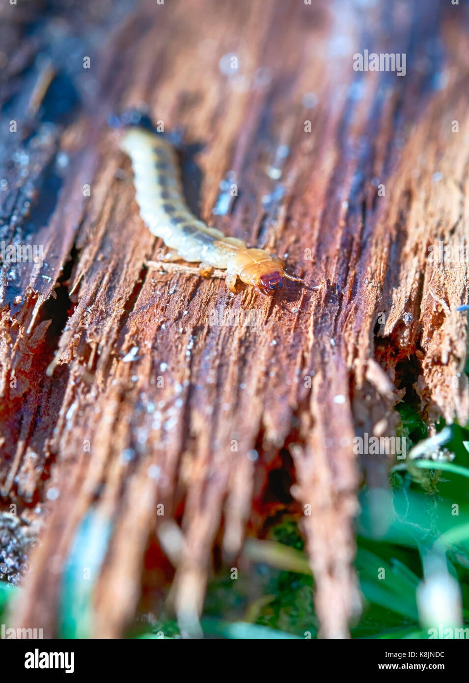 little woodworm lies on tree Stock Photo