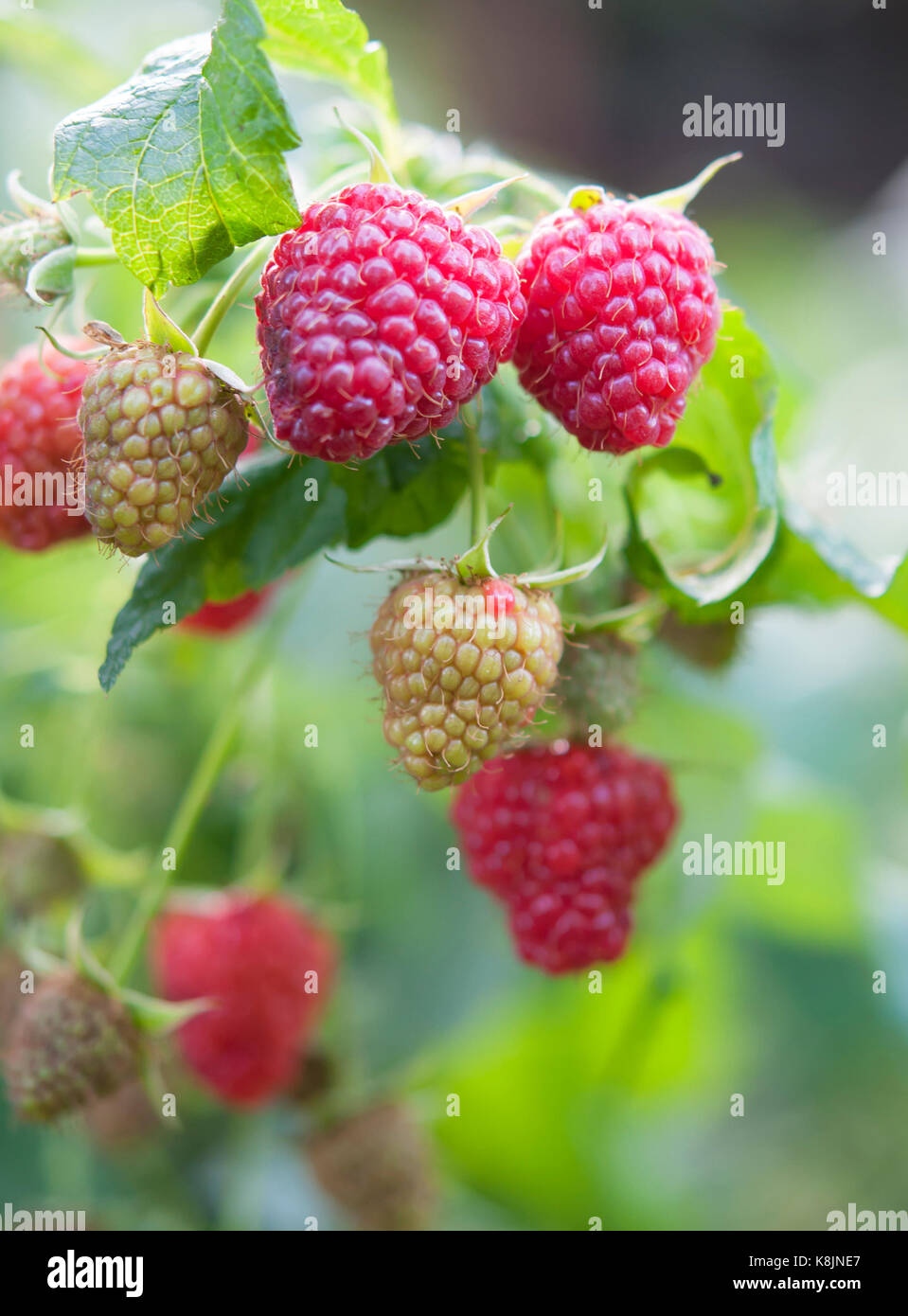 close up of the ripe raspberry Stock Photo - Alamy