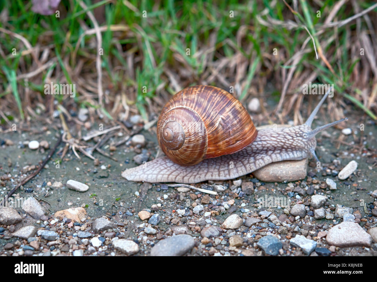 snail creeps along the ground with green grass Stock Photo