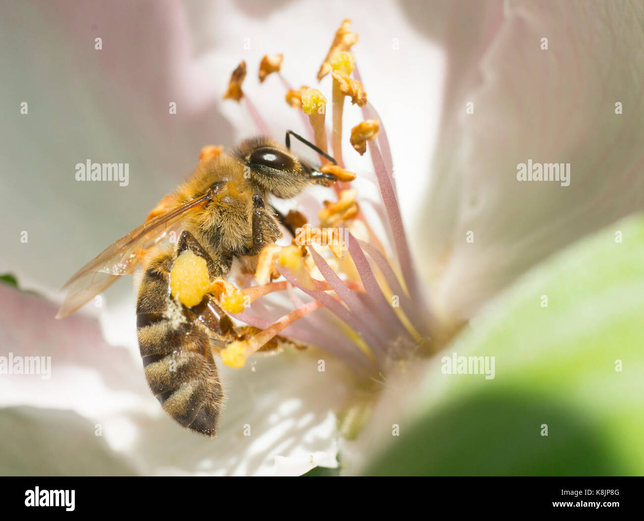 Bee on apple flower collecting honey. Stock Photo