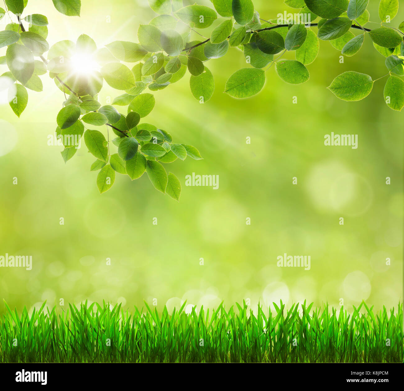 Eco nature / green and blue abstract defocused background with sunshine Stock Photo