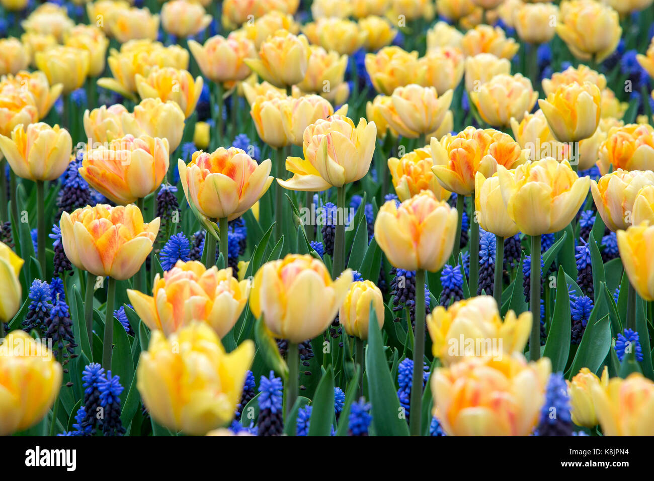 Spring background with beautiful yellow tulips Stock Photo - Alamy