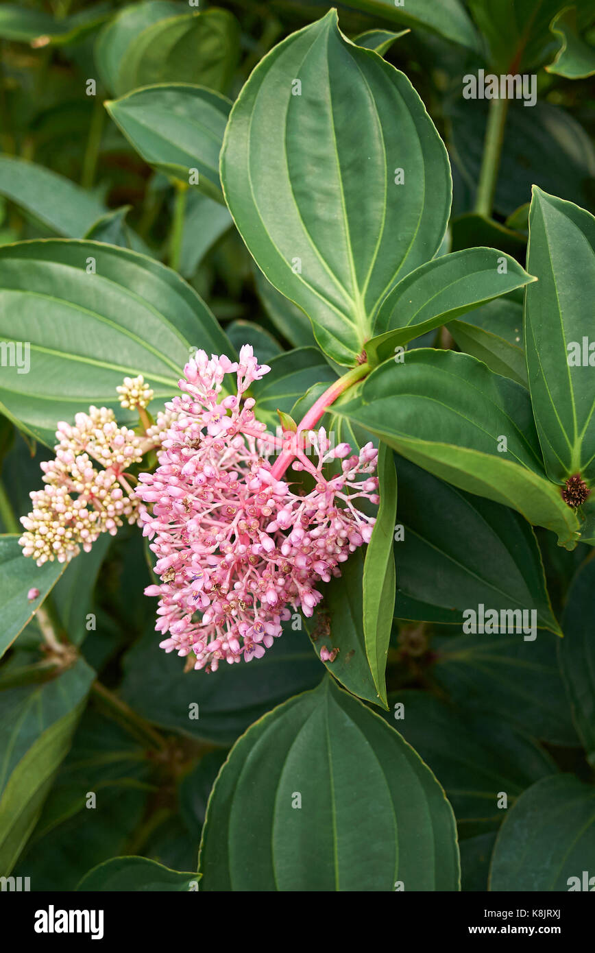 Showy asian grapes medinilla hi res stock photography and images Alamy