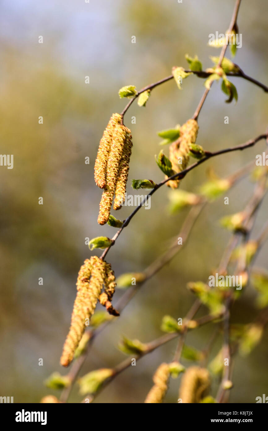 Beautiful birch tree in natural habitat Stock Photo - Alamy