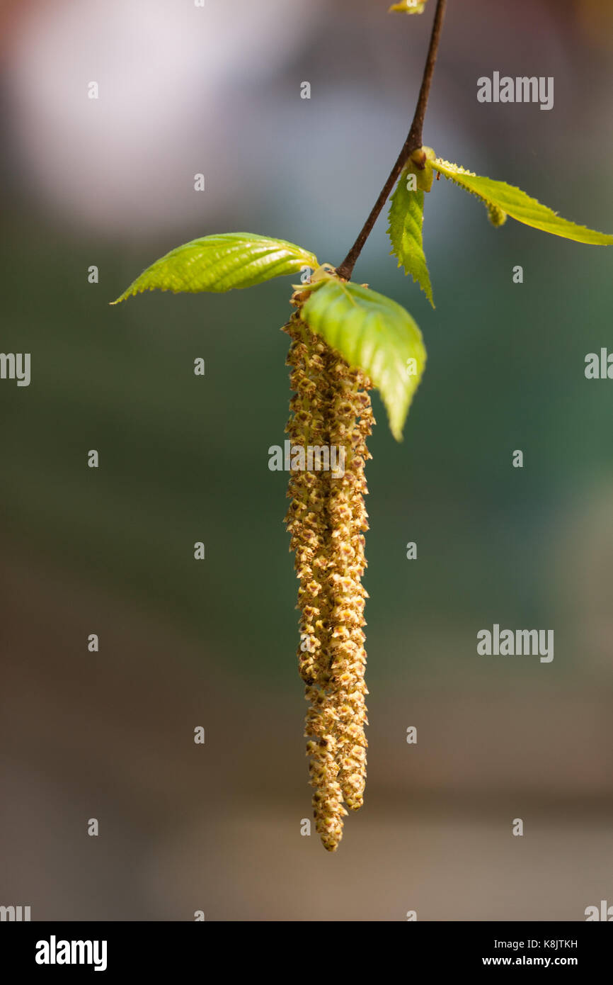 Beautiful birch tree in natural habitat Stock Photo Alamy