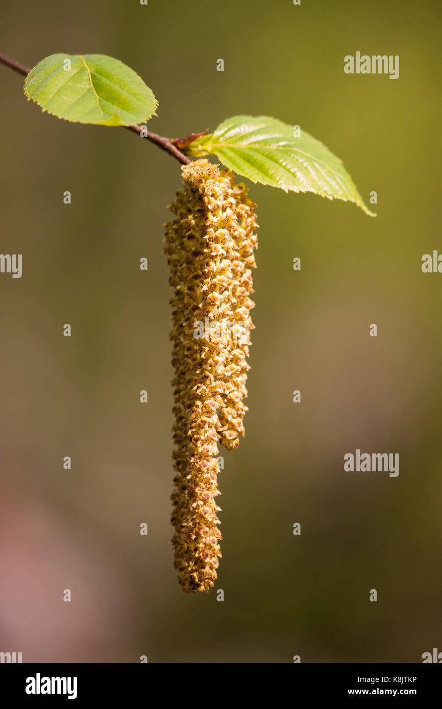 Beautiful birch tree in natural habitat Stock Photo Alamy