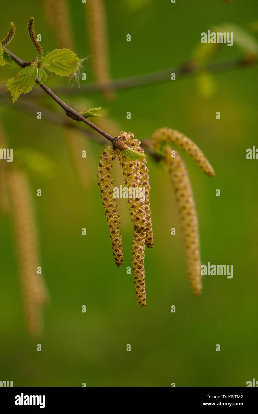 Beautiful birch tree in natural habitat Stock Photo Alamy