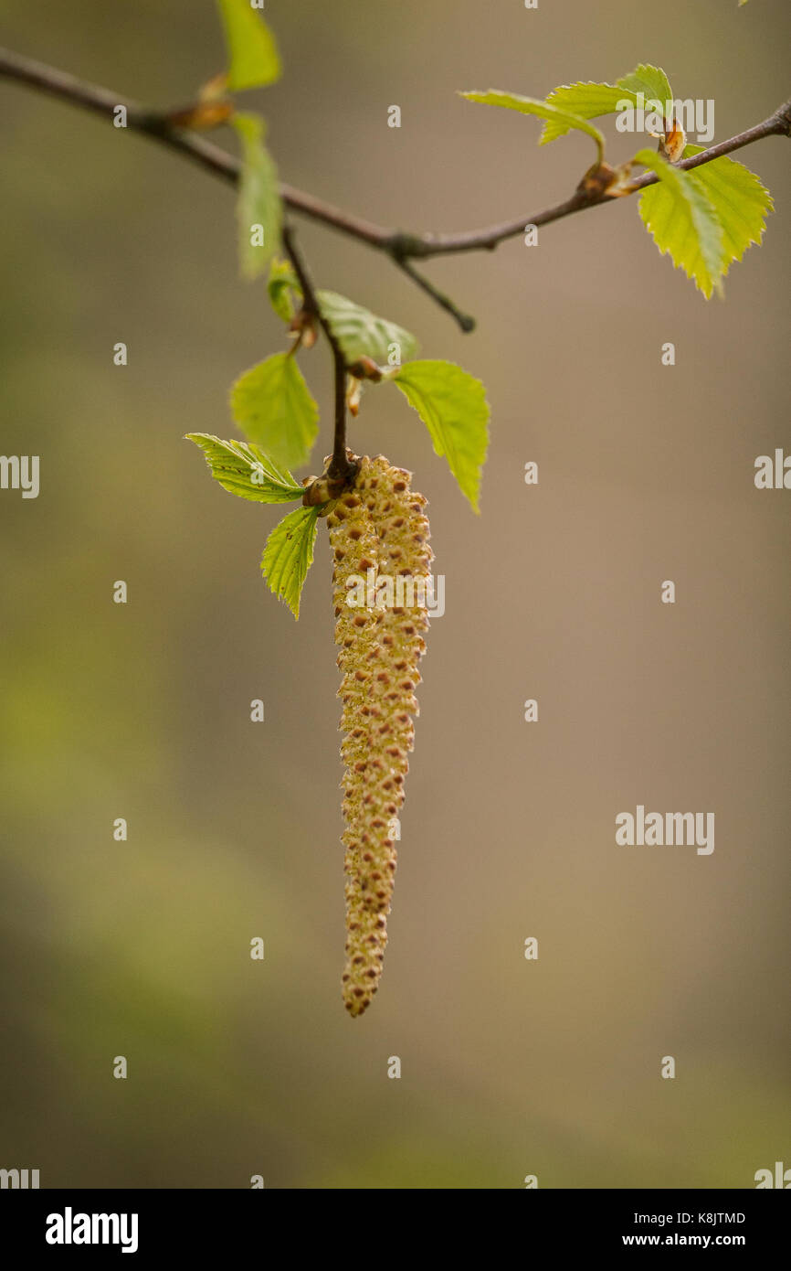 Beautiful birch tree in natural habitat Stock Photo Alamy