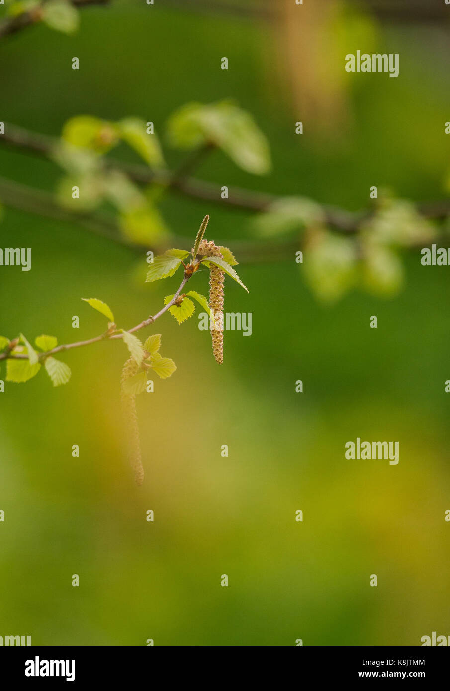 Beautiful birch tree in natural habitat Stock Photo Alamy