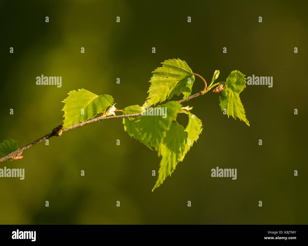 Beautiful birch tree in natural habitat Stock Photo Alamy