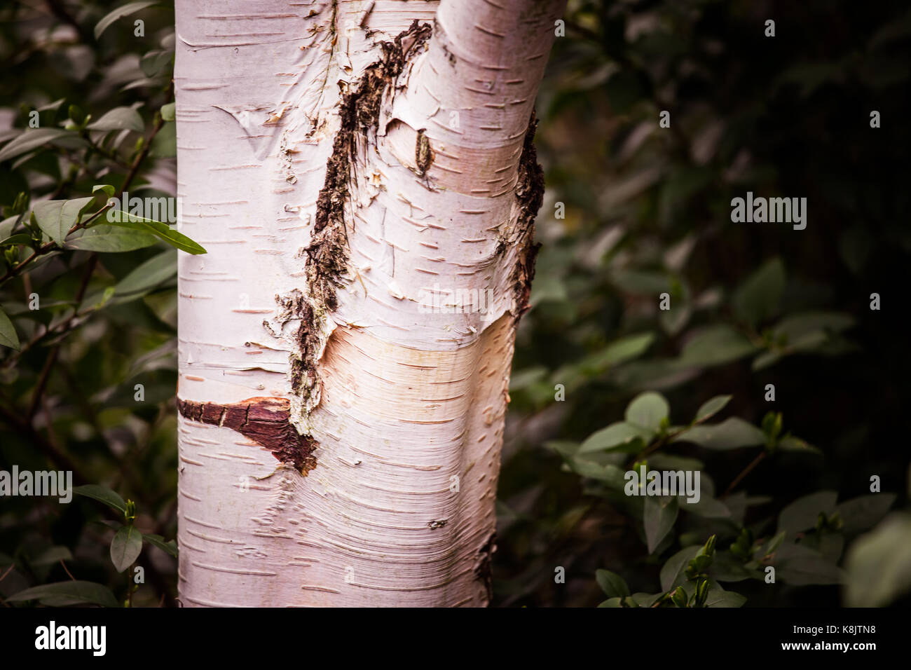 Beautiful birch tree in natural habitat Stock Photo Alamy