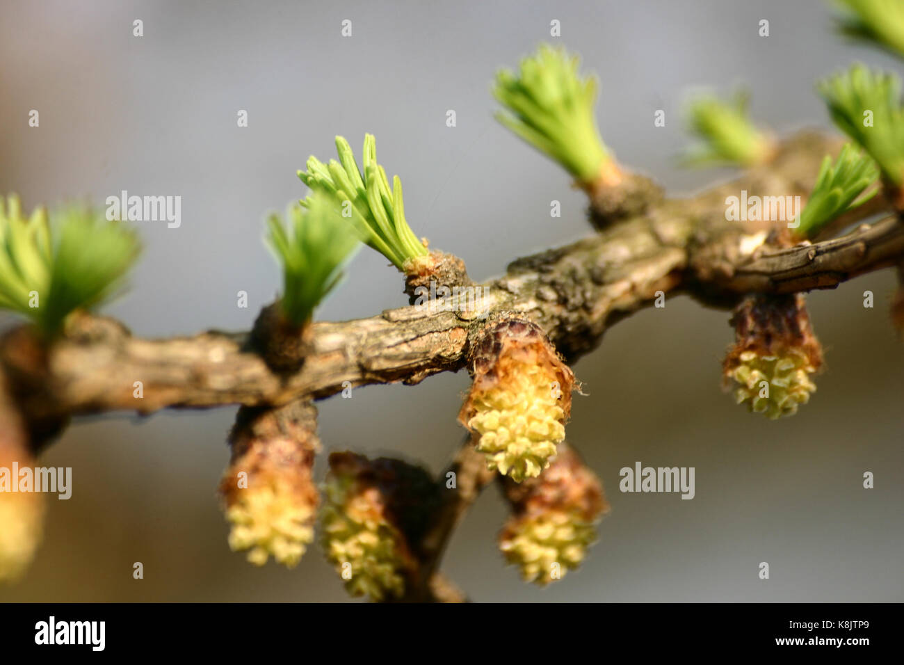 Beautiful fir tree in natural habitat Stock Photo Alamy