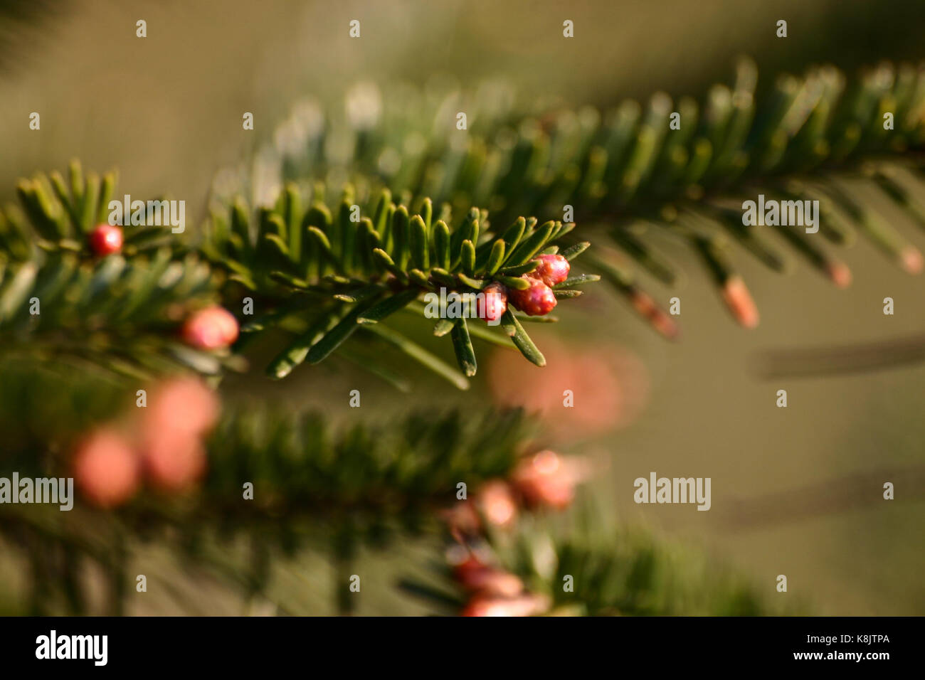 Beautiful fir tree in natural habitat Stock Photo Alamy