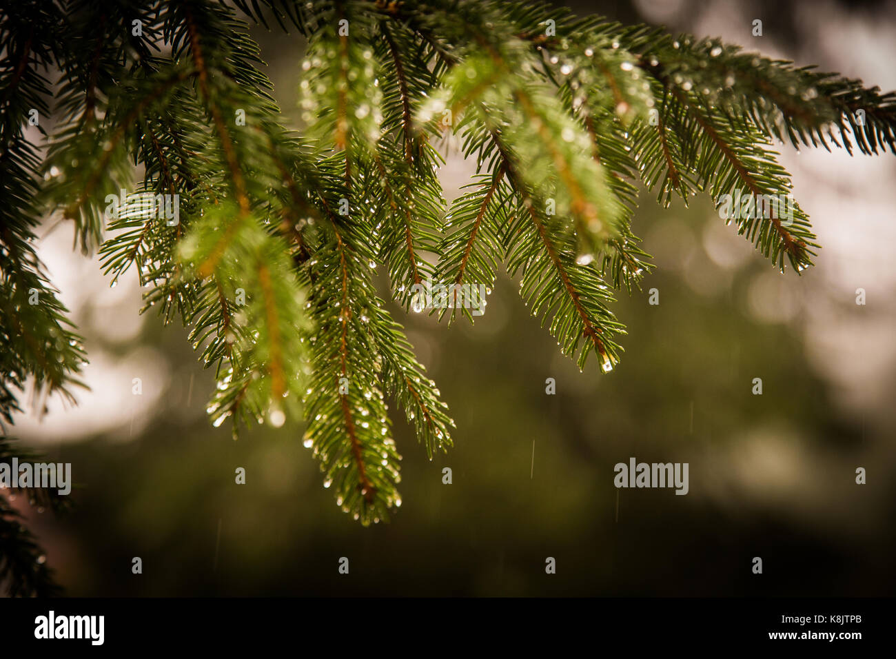 Beautiful fir tree in natural habitat Stock Photo Alamy