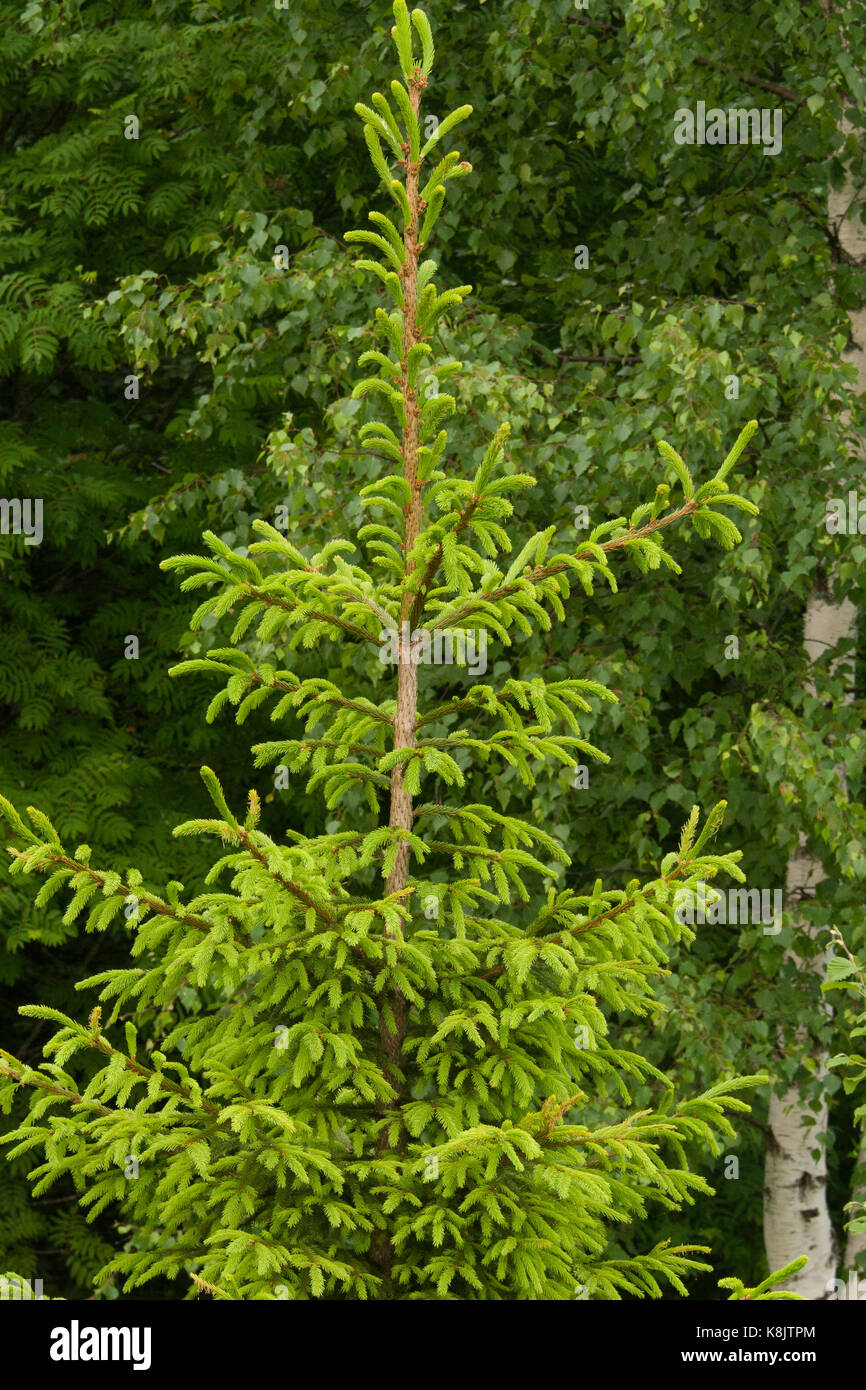Beautiful fir tree in natural habitat Stock Photo Alamy
