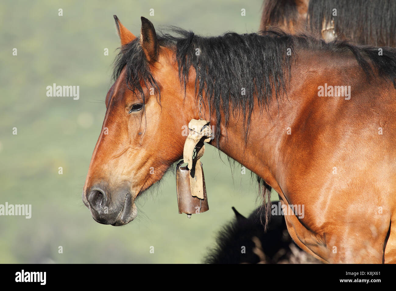 Hispano breton horse with a cowbell Stock Photo