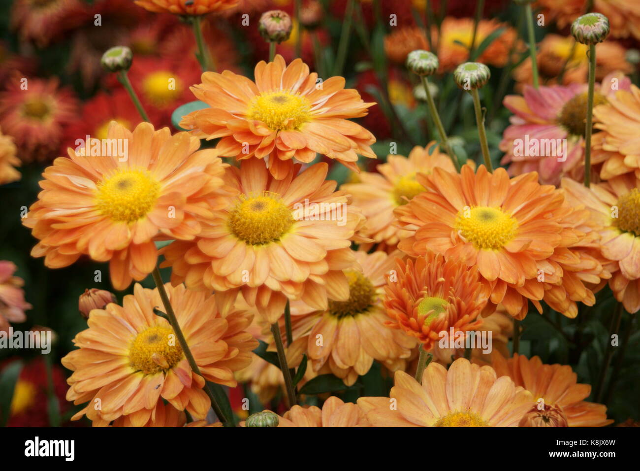Chrysanthemum 'Pennine Ranger' Stock Photo