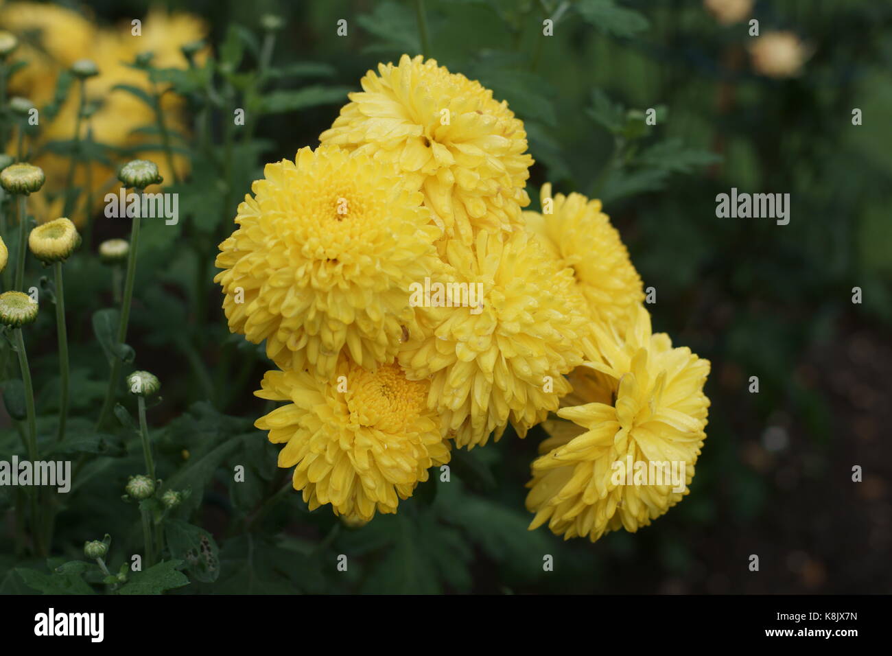 Chrysanthemum 'Myss Saffron' Stock Photo