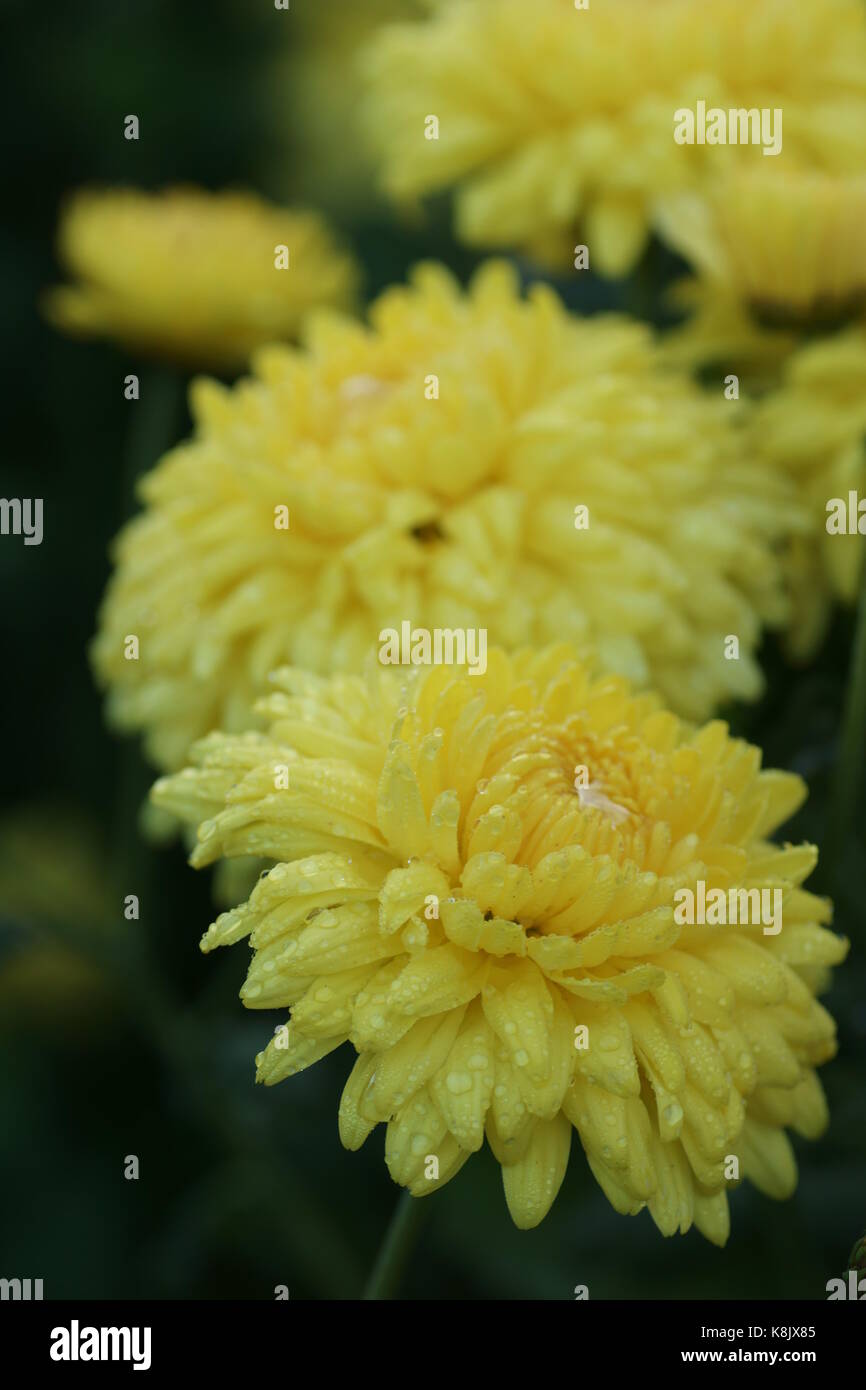 Chrysanthemum 'Pat Bahn' Stock Photo