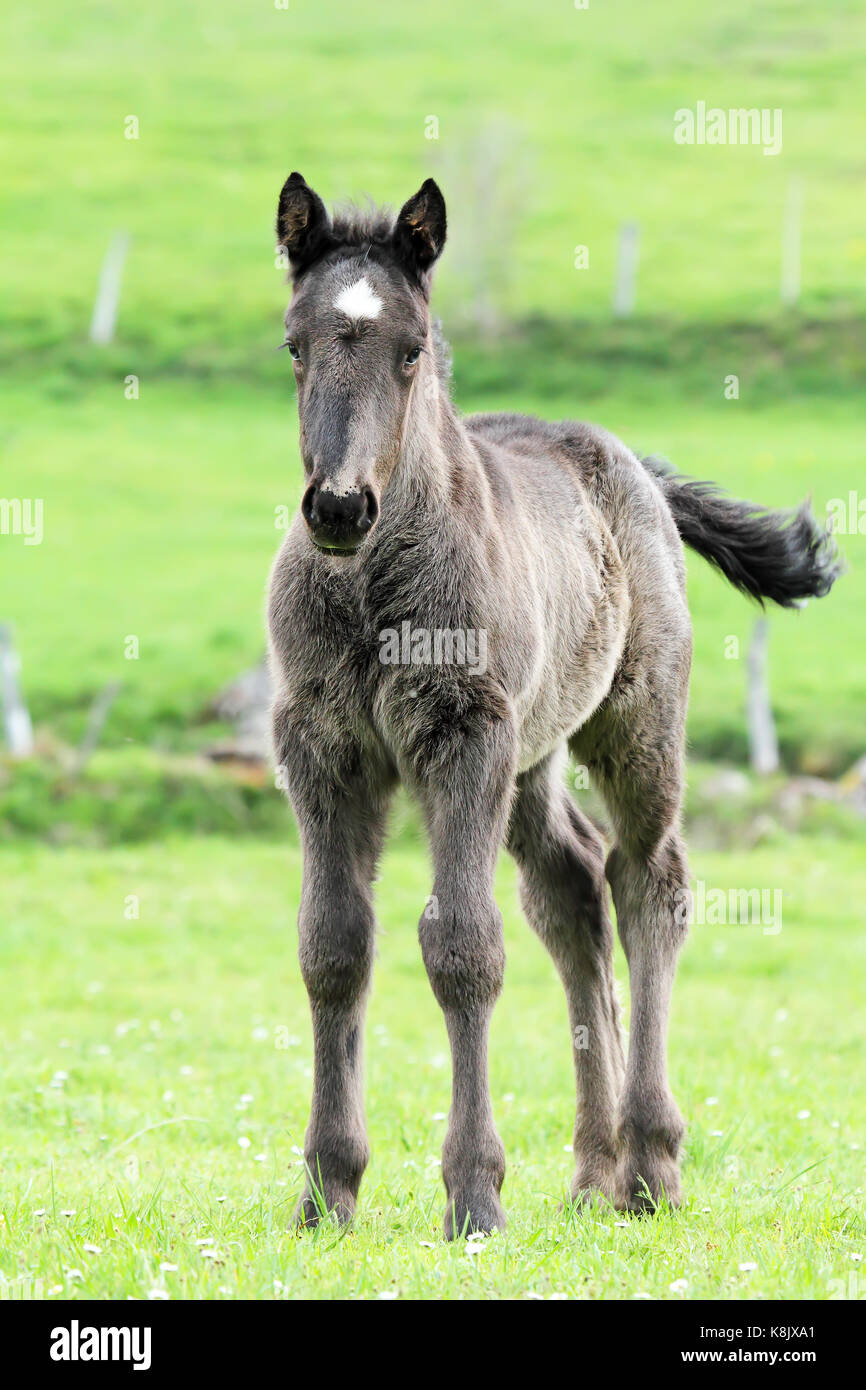 Black colt with a white spot in his forehead Stock Photo