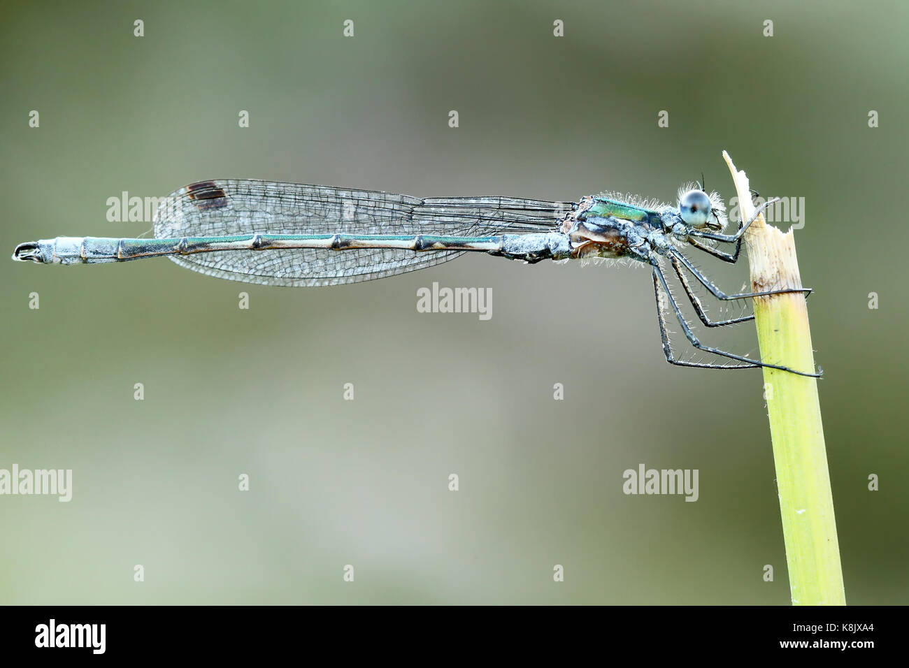 Esmerald damselfy (Lestes sponsa) Stock Photo