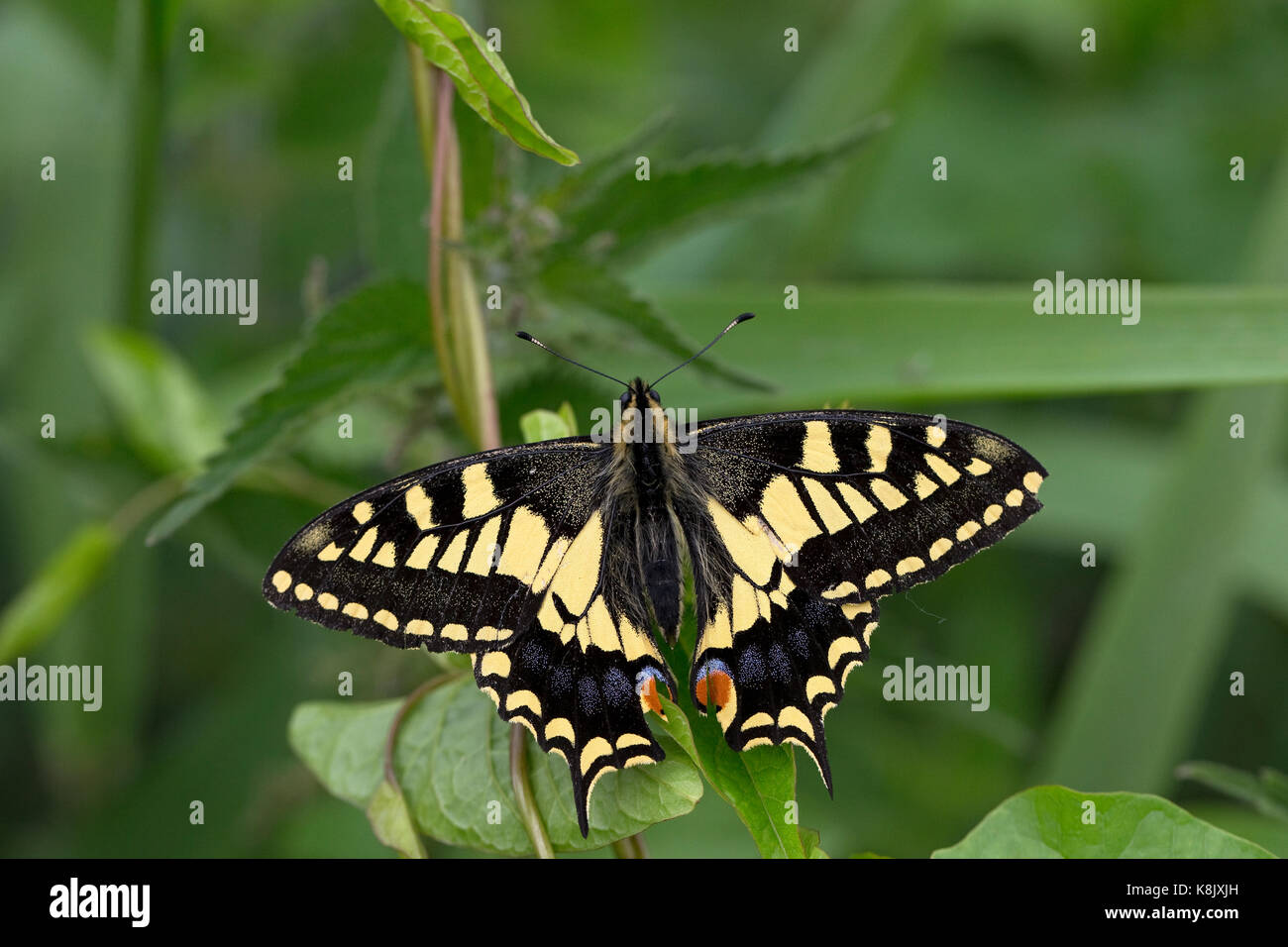 Swallowtail (Papilio machaon) Norfolk GB UK July 2017 Stock Photo
