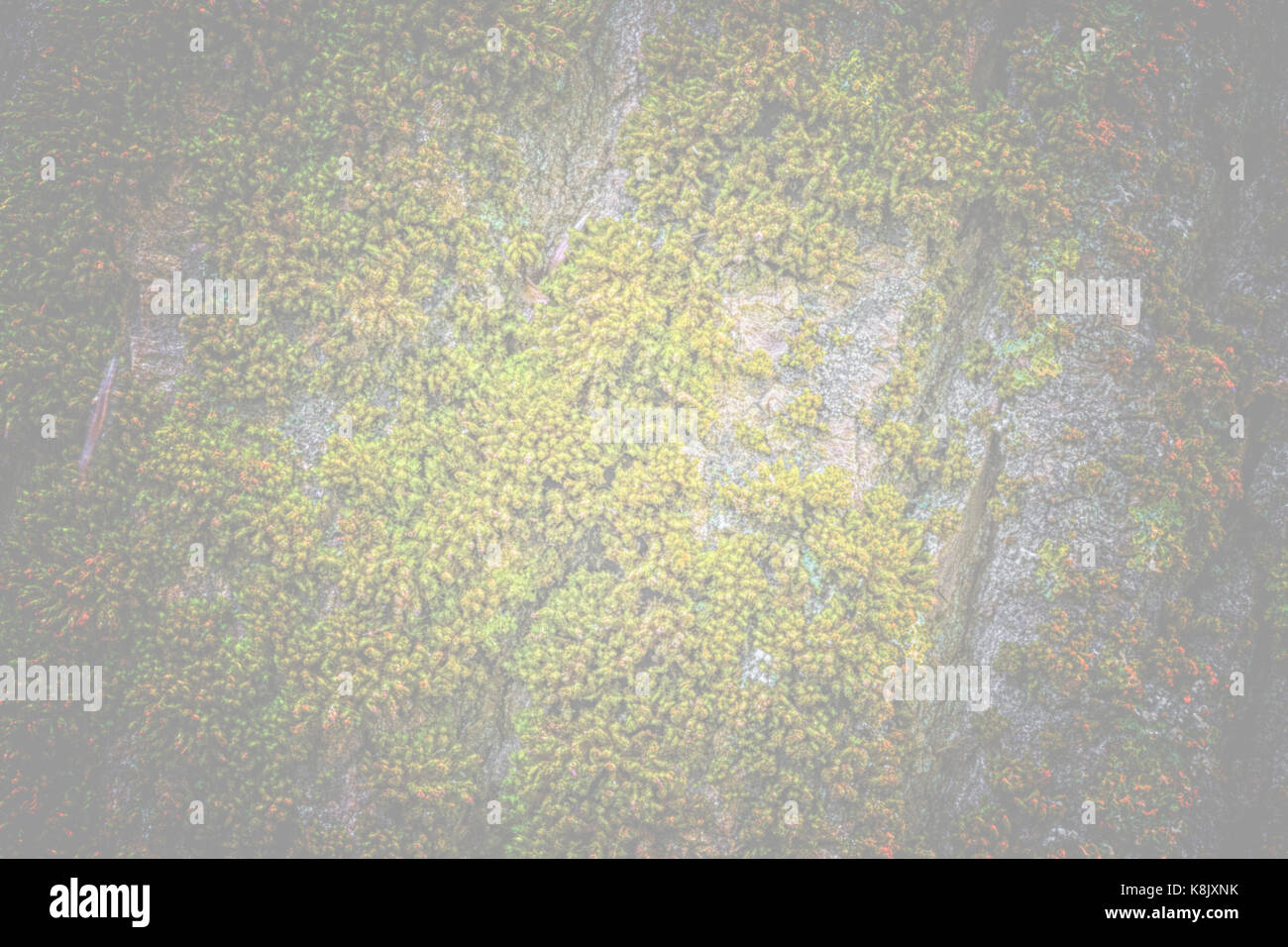 Moss and tree bark texture with natural patterns as background Stock ...