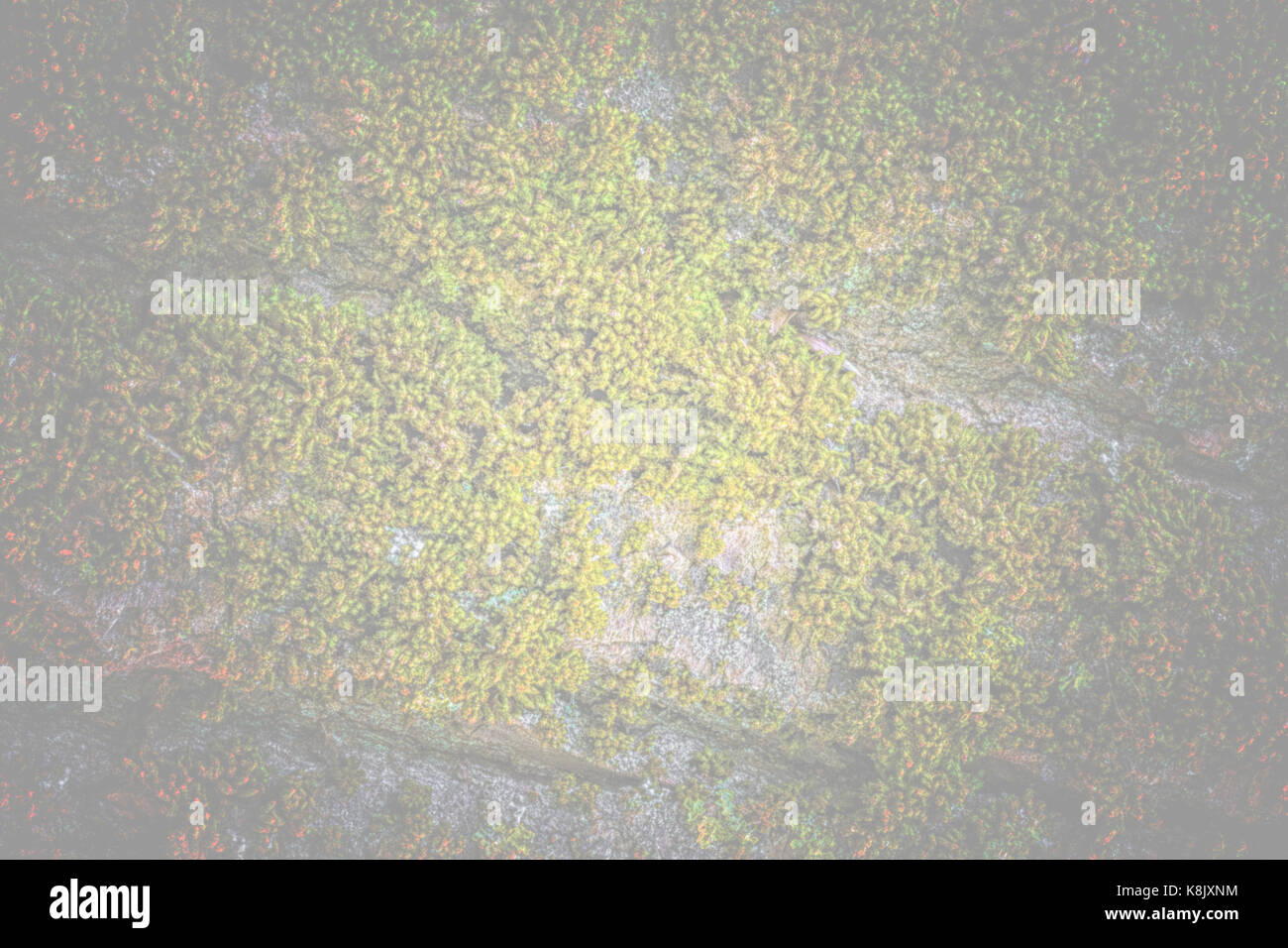 Moss and tree bark texture with natural patterns as background Stock ...