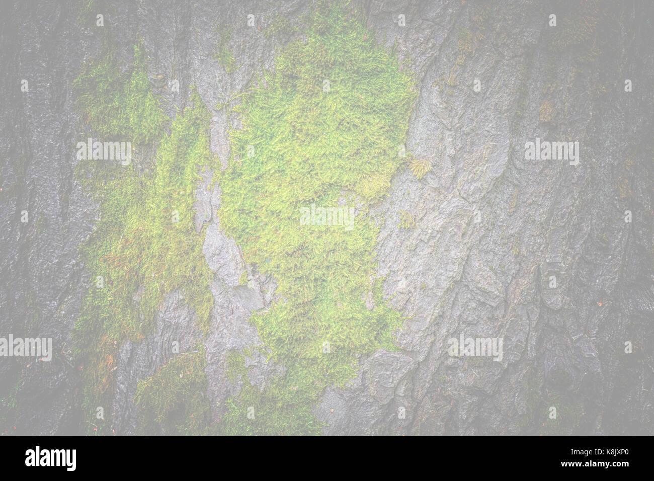 Moss and tree bark texture with natural patterns as background Stock ...