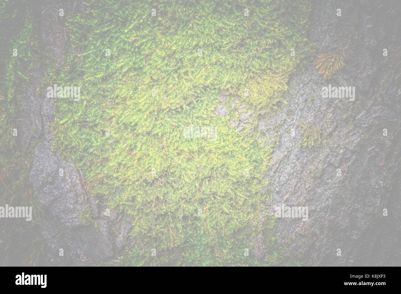 Moss and tree bark texture with natural patterns as background Stock ...
