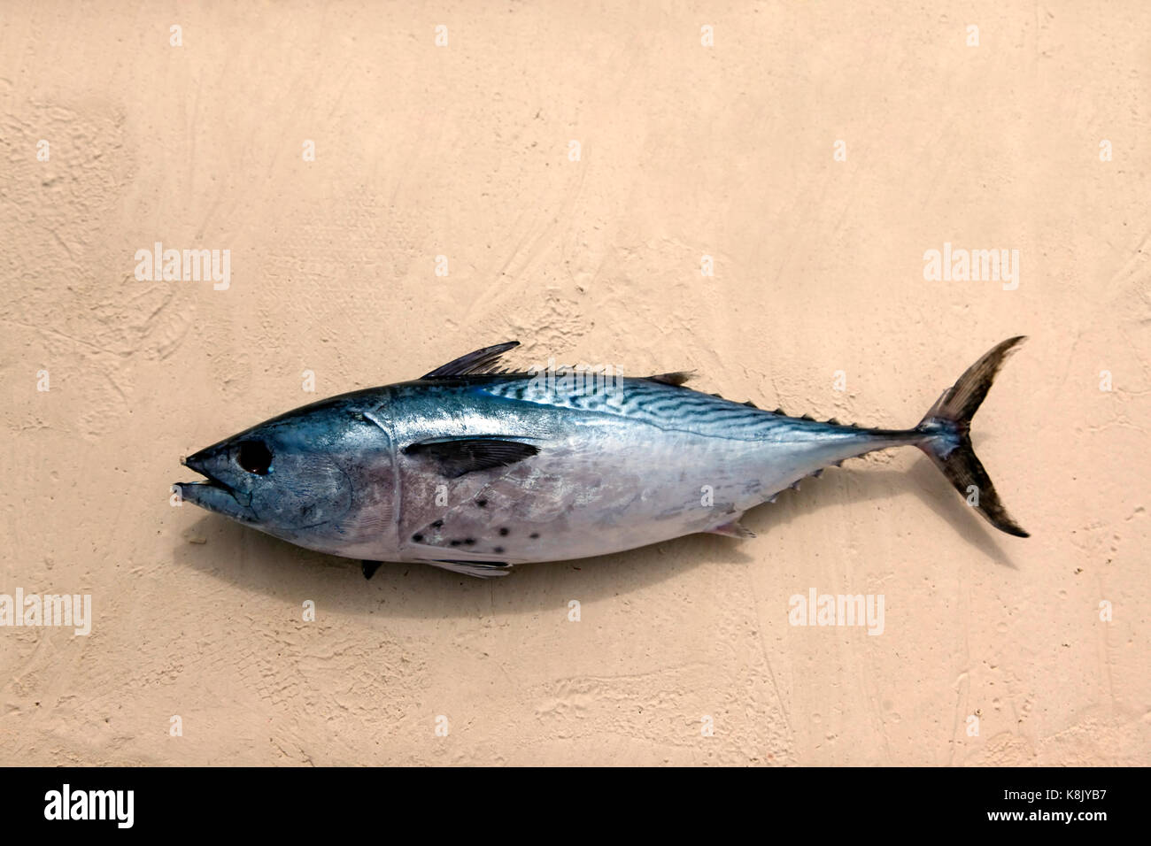 Freshly caught tuna in the sand. Zanzibar, Tanzania Stock Photo Alamy