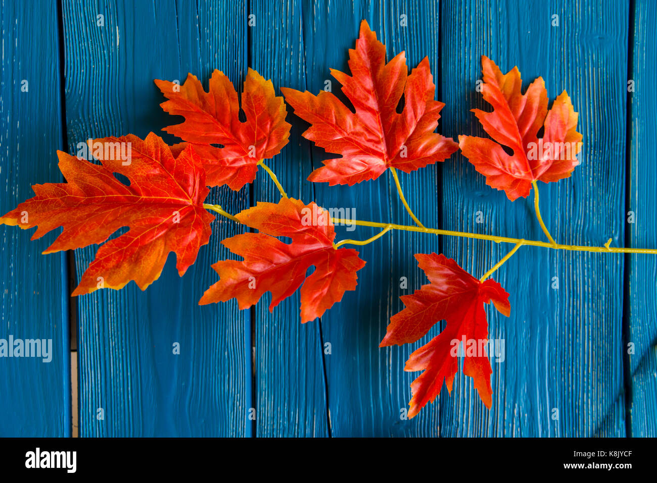 Artificial red maple leaves blue background Stock Photo - Alamy