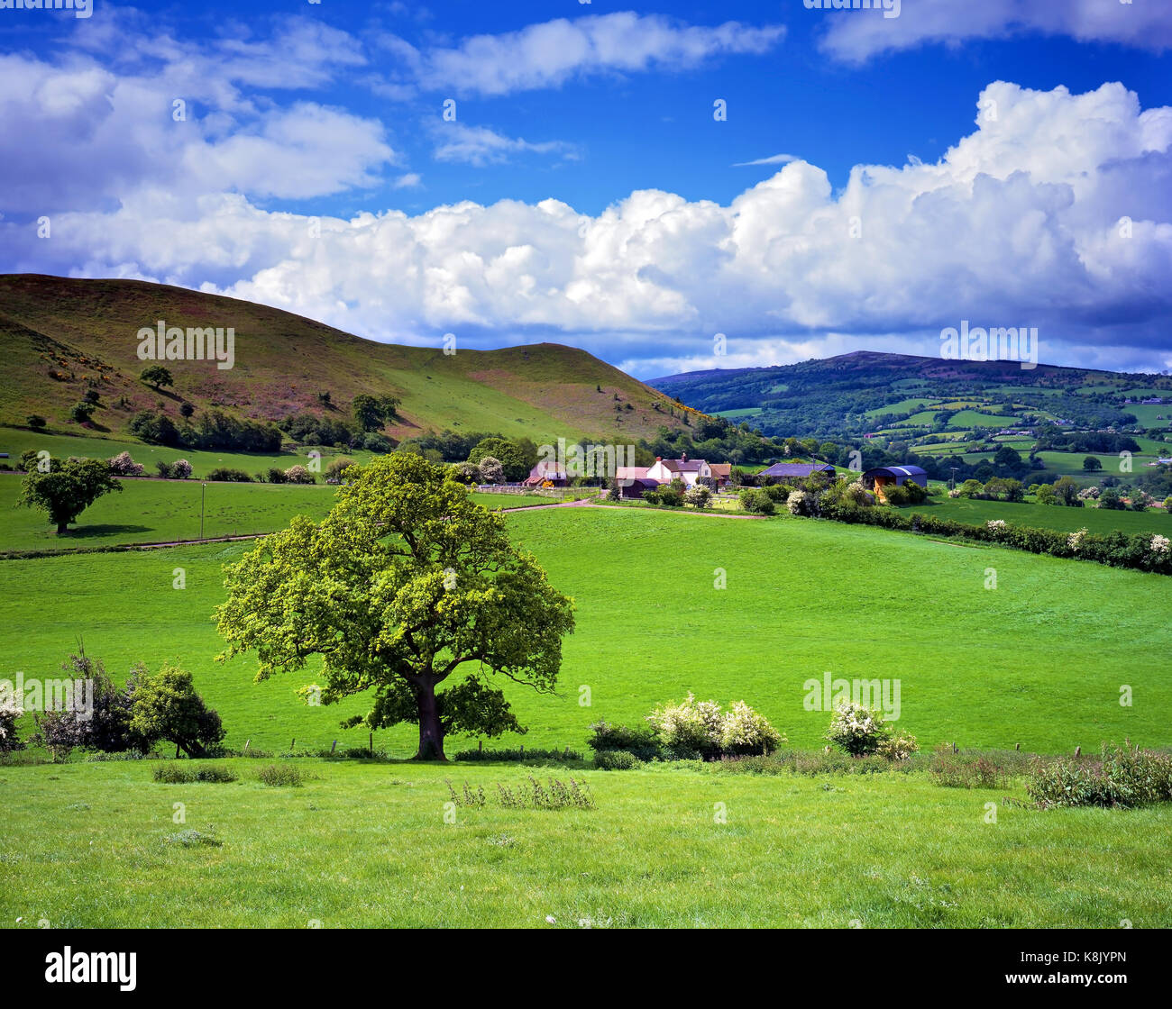 A summer view looking across the Shropshire countryside towards the Welsh Mountains. Stock Photo