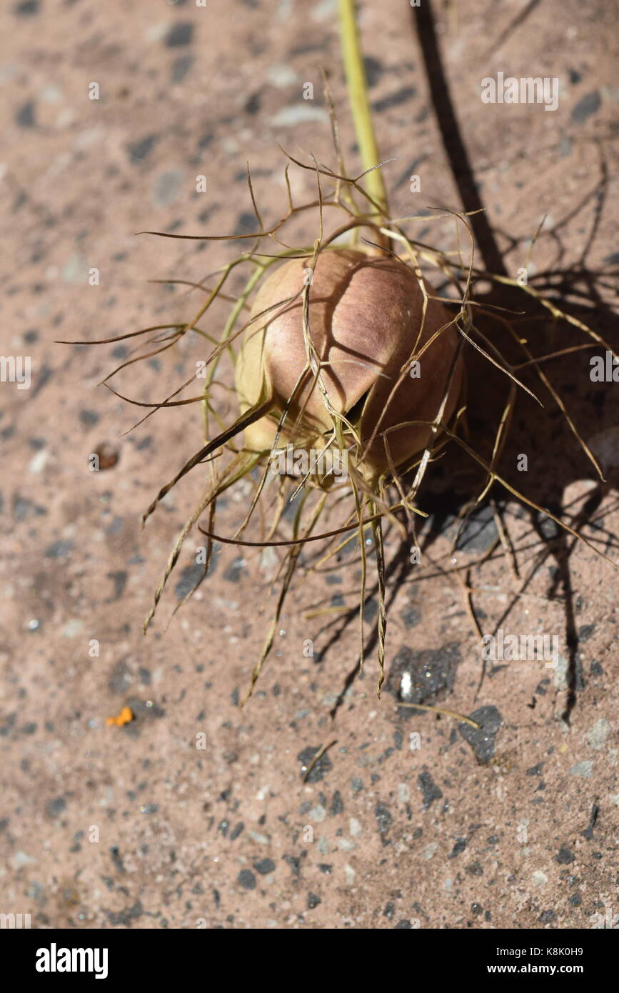 nigella seed pod Stock Photo Alamy